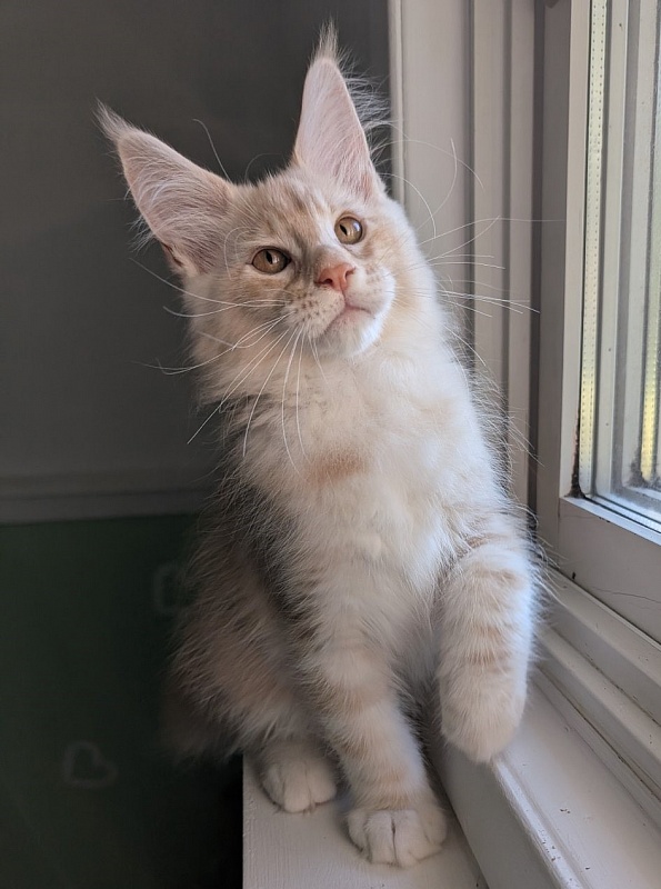 Yolli Monterini - Kitten maine-coon 2 months 3 weeks