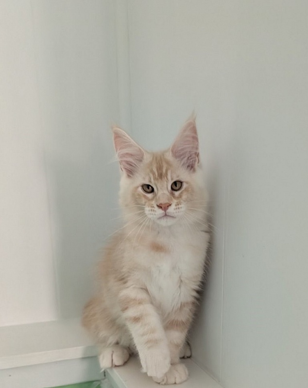 Yolli Monterini - Kitten maine-coon 2 months 3 weeks