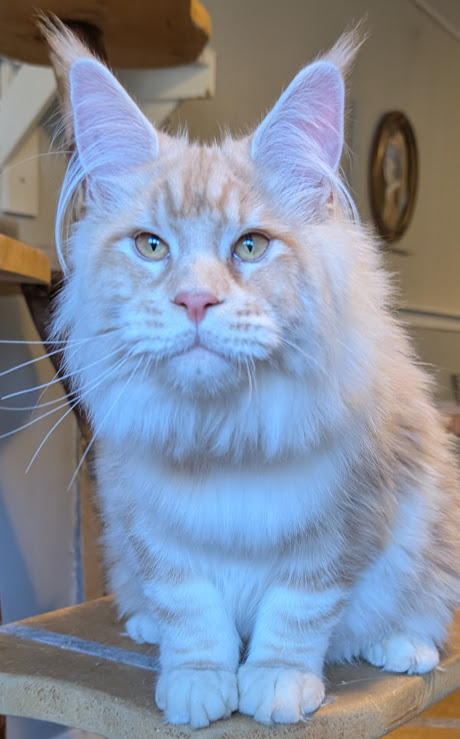 Yolli Monterini - Kitten maine-coon 6 months