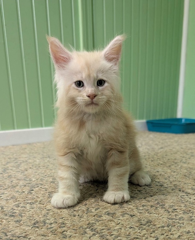 Yolli Monterini - Kitten maine-coon 1 month 1 week