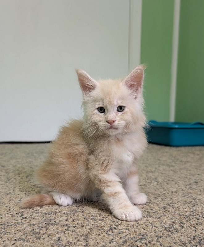 Yolli Monterini - Kitten maine-coon 1 month 1 week