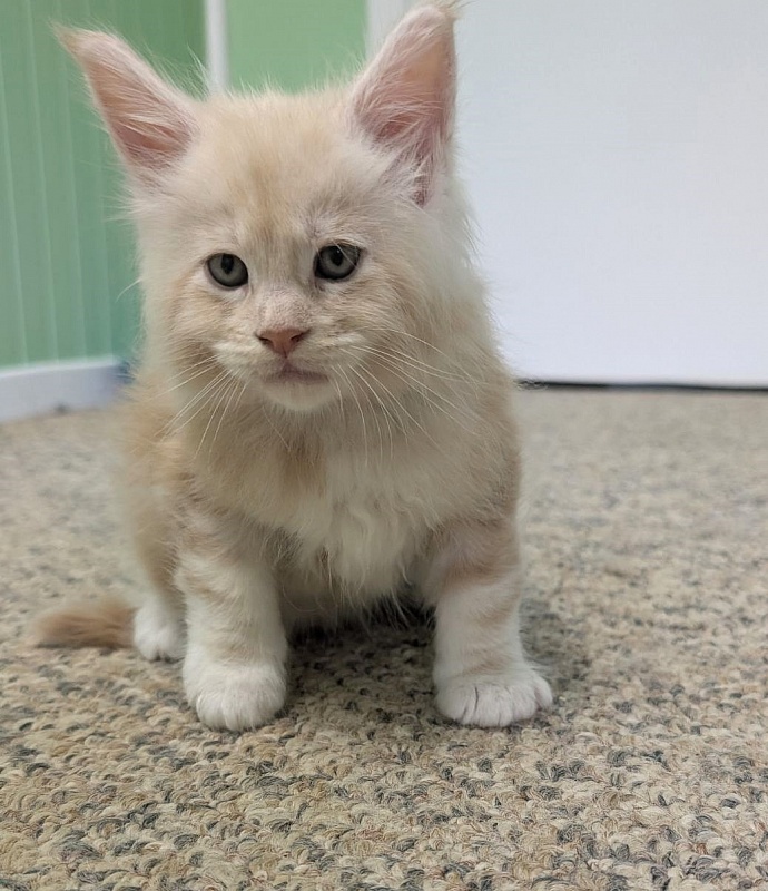 Yolli Monterini - Kitten maine-coon 1 month 1 week