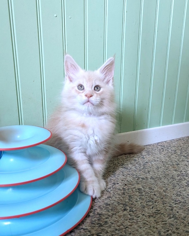 Yolli Monterini - Kitten maine-coon 1 month 2.5 weeks