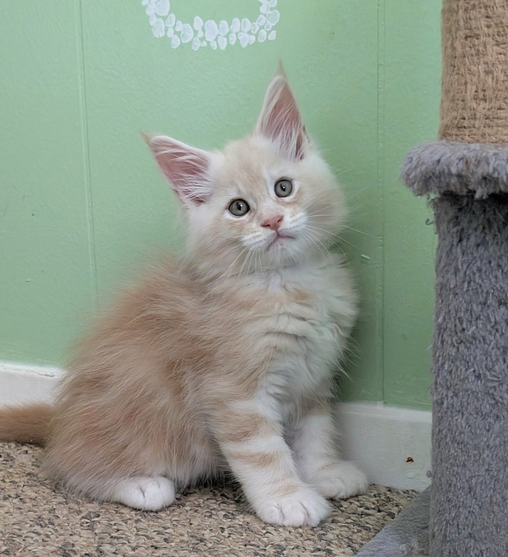Yolli Monterini - Kitten maine-coon 1 month 2.5 weeks