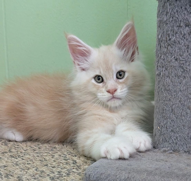 Yolli Monterini - Kitten maine-coon 1 month 2.5 weeks