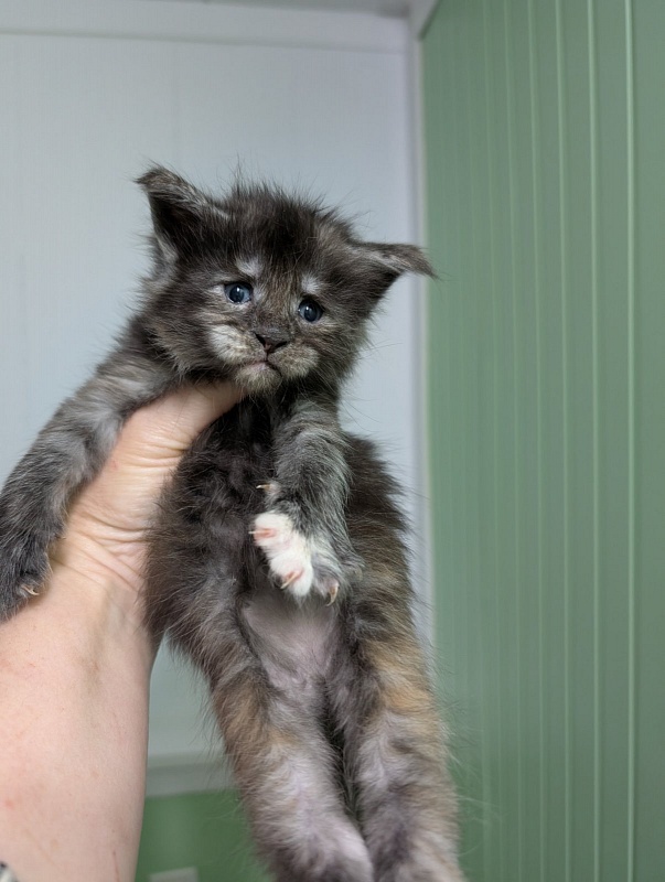 Yara Monterini - Kitten maine-coon 3.5 weeks