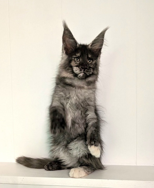 Yara Monterini - Kitten maine-coon 2 months 3 weeks