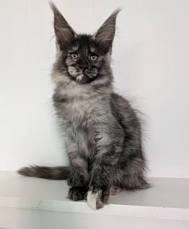 Yara Monterini - Kitten maine-coon 2 months 3 weeks