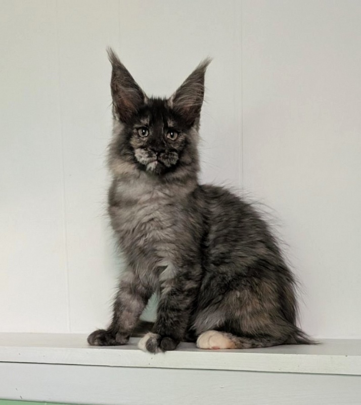 Yara Monterini - Kitten maine-coon 2 months 3 weeks