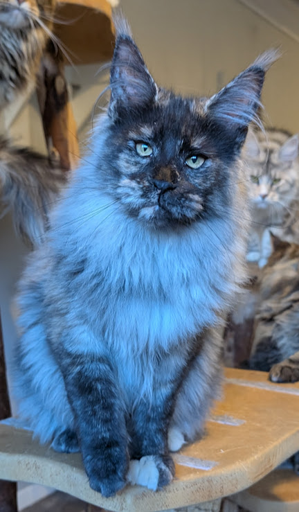 Yara Monterini - Kitten maine-coon 6 months