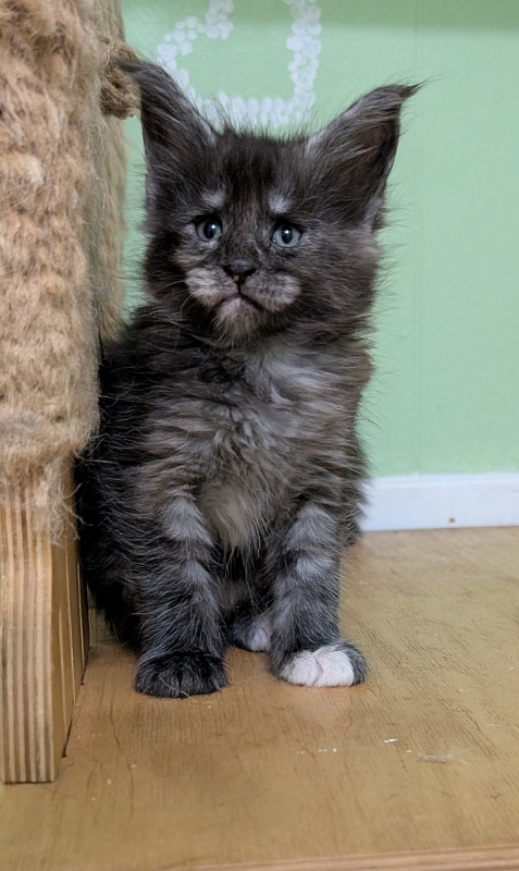 Yara Monterini - Kitten maine-coon 1 month 1 week