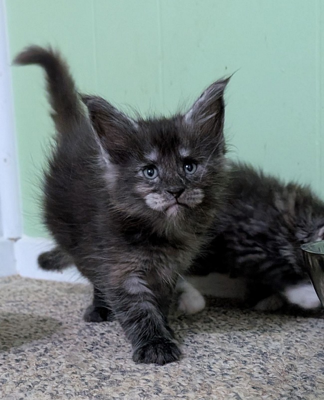 Yara Monterini - Kitten maine-coon 1 month 1 week