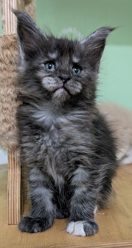 Yara Monterini - Kitten maine-coon 1 month 1 week