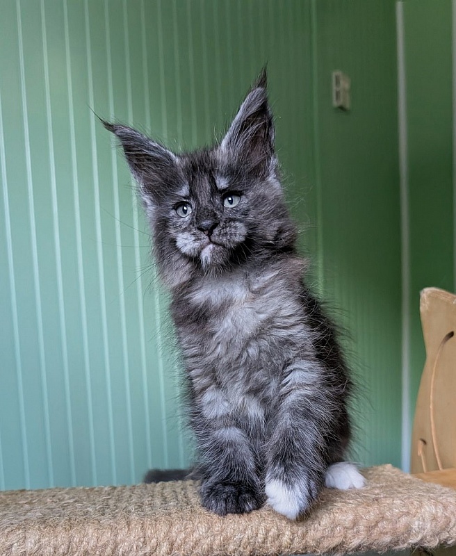 Yara Monterini - Kitten maine-coon 1 month 2.5 weeks