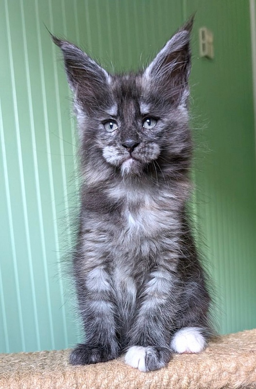 Yara Monterini - Kitten maine-coon 1 month 2.5 weeks