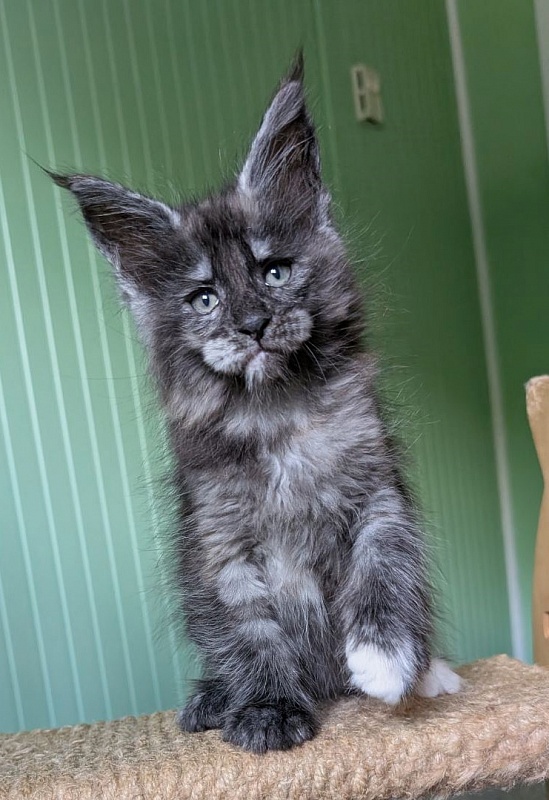 Yara Monterini - Kitten maine-coon 1 month 2.5 weeks