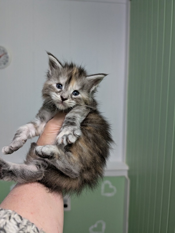 Yashma Monterini - Kitten maine-coon 3.5 weeks