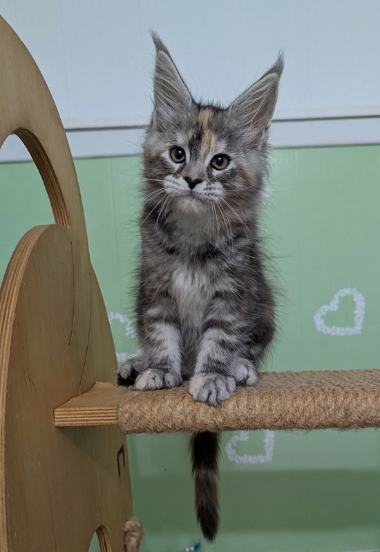 Yashma Monterini - Kitten maine-coon 2 months 0.5 weeks