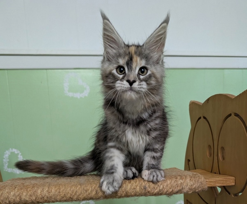 Yashma Monterini - Kitten maine-coon 2 months 0.5 weeks