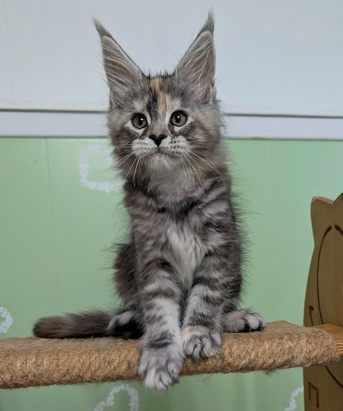 Yashma Monterini - Kitten maine-coon 2 months 0.5 weeks