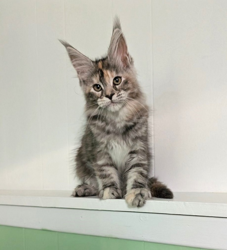 Yashma Monterini - Kitten maine-coon 2 months 3 weeks