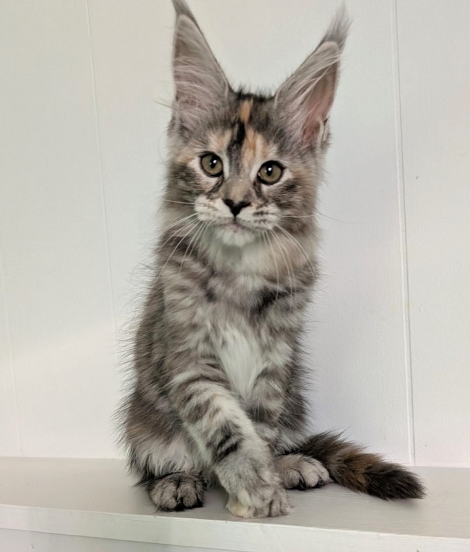 Yashma Monterini - Kitten maine-coon 2 months 3 weeks