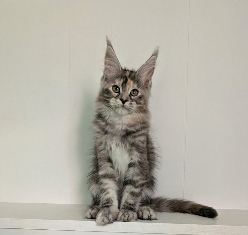 Yashma Monterini - Kitten maine-coon 2 months 3 weeks