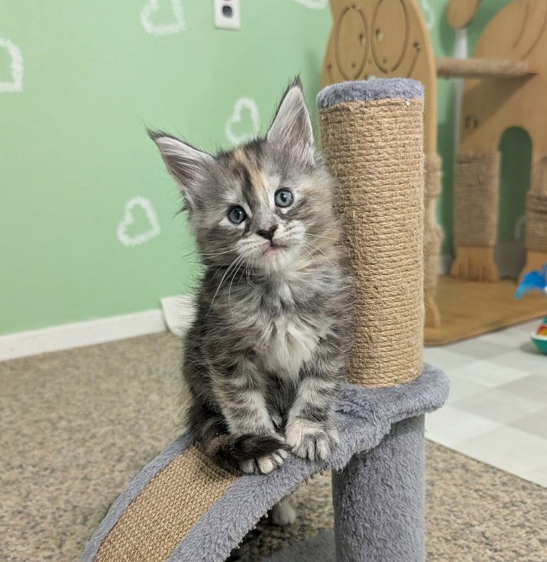 Yashma Monterini - Kitten maine-coon 1 month 1 week