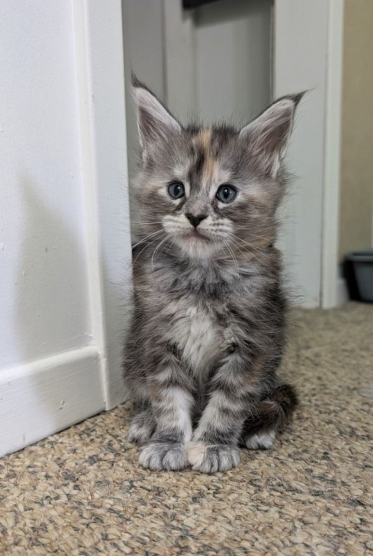 Yashma Monterini - Kitten maine-coon 1 month 1 week