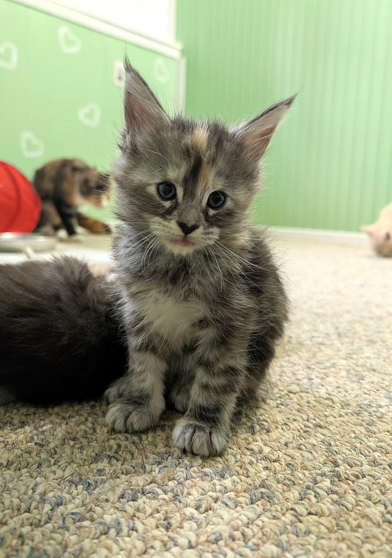 Yashma Monterini - Kitten maine-coon 1 month 1 week