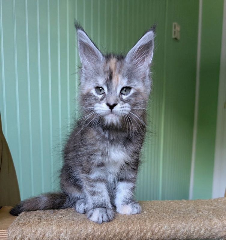 Yashma Monterini - Kitten maine-coon 1 month 2.5 weeks