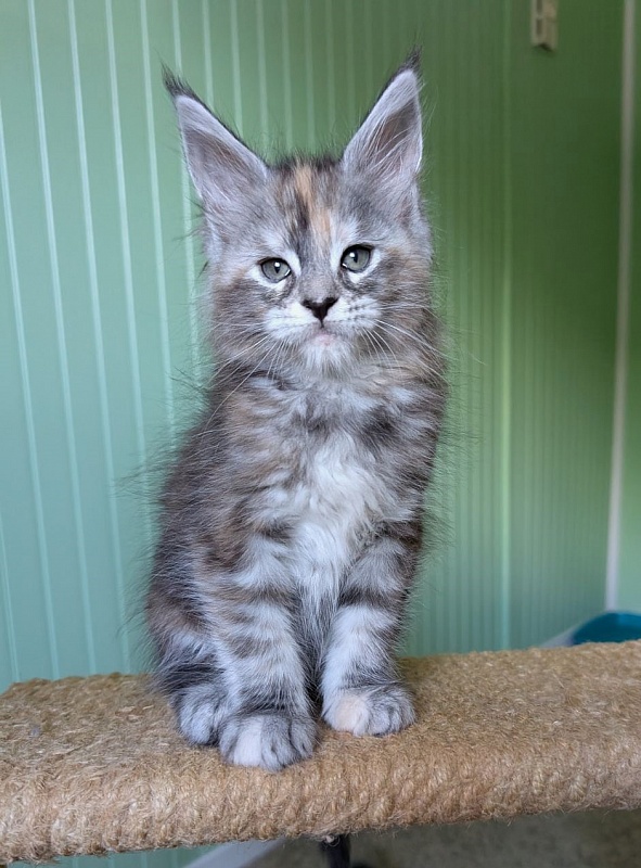 Yashma Monterini - Kitten maine-coon 1 month 2.5 weeks