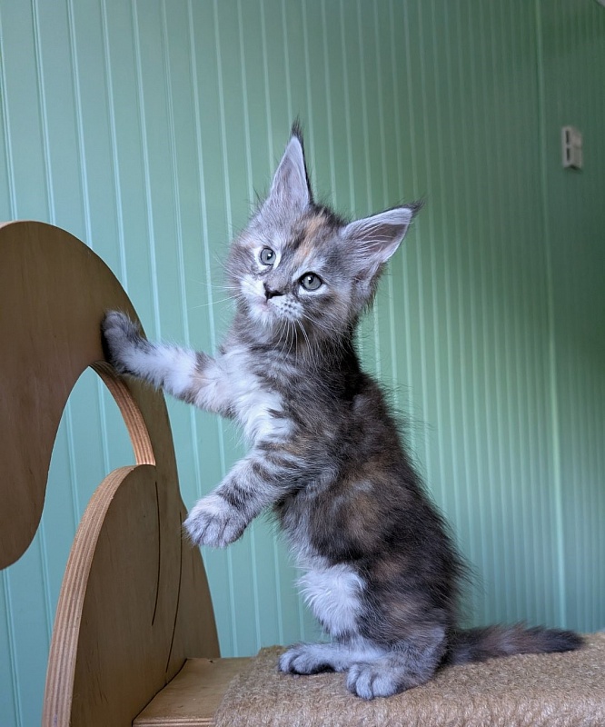 Yashma Monterini - Kitten maine-coon 1 month 2.5 weeks