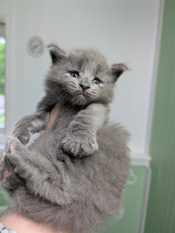 Yogi Monterini - Kitten maine-coon 3.5 weeks