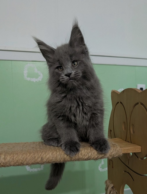 Yogi Monterini - Kitten maine-coon 2 months 0.5 weeks