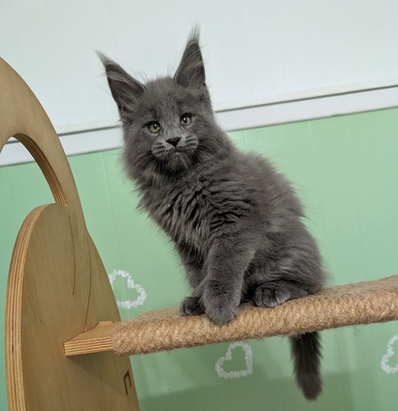 Yogi Monterini - Kitten maine-coon 2 months 0.5 weeks