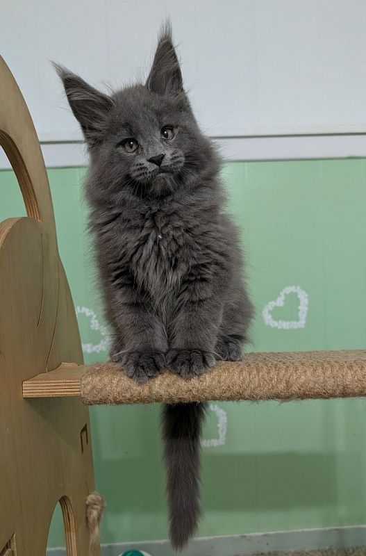 Yogi Monterini - Kitten maine-coon 2 months 0.5 weeks