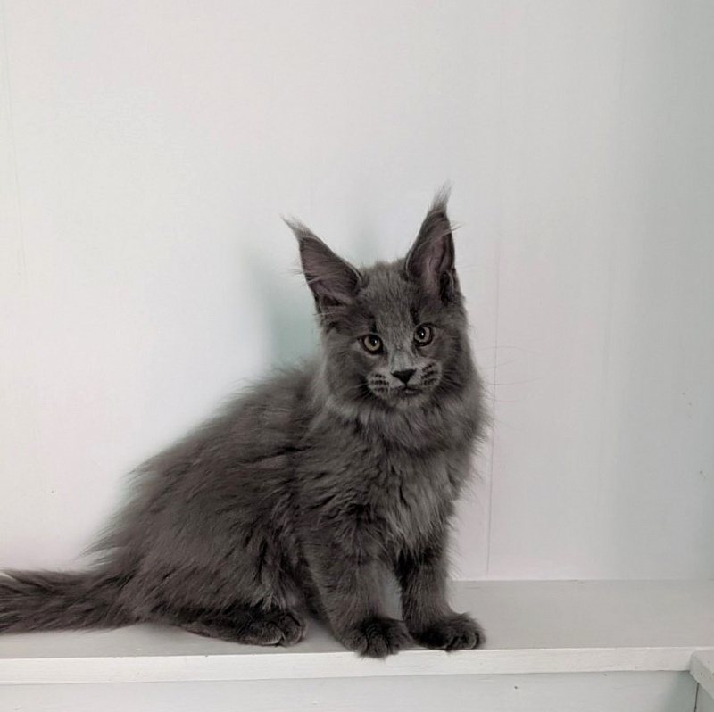 Yogi Monterini - Kitten maine-coon 2 months 3 weeks