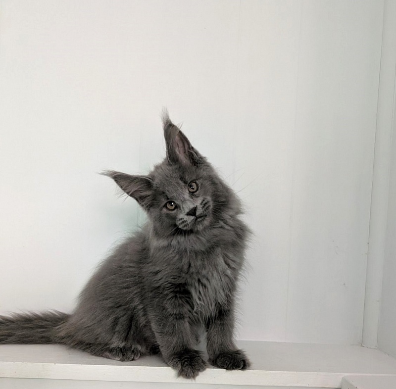 Yogi Monterini - Kitten maine-coon 2 months 3 weeks