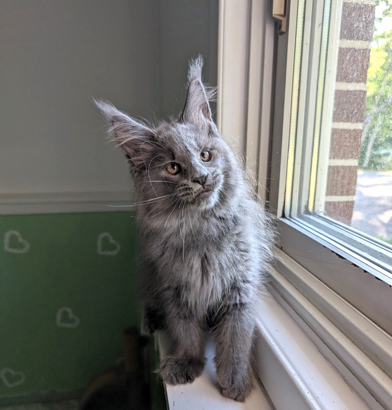 Yogi Monterini - Kitten maine-coon 2 months 3 weeks
