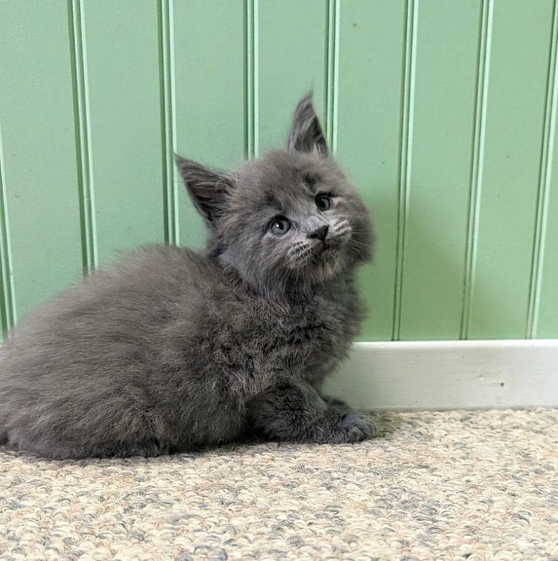 Yogi Monterini - Kitten maine-coon 1 month 1 week