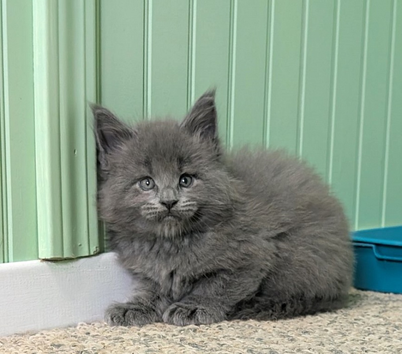 Yogi Monterini - Kitten maine-coon 1 month 1 week