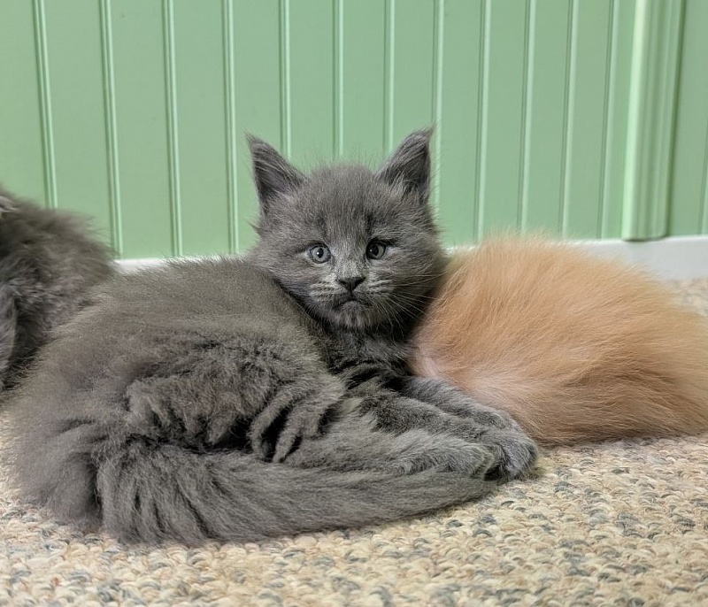 Yogi Monterini - Kitten maine-coon 1 month 1 week