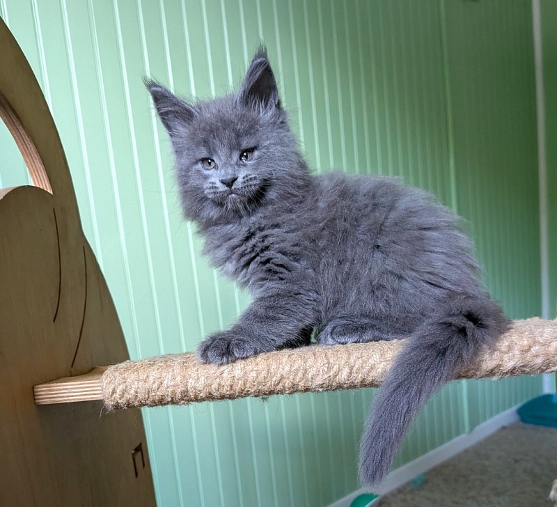 Yogi Monterini - Kitten maine-coon 1 month 2.5 weeks