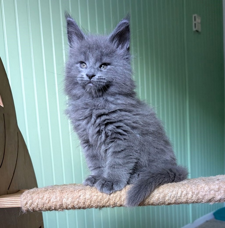 Yogi Monterini - Kitten maine-coon 1 month 2.5 weeks