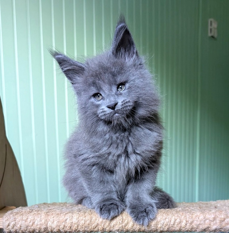 Yogi Monterini - Kitten maine-coon 1 month 2.5 weeks