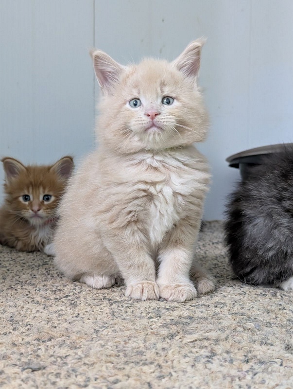 Yellow submarine Monterini - Кошеня мейн-кун 1 місяць 1 тиждень