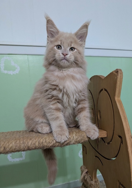 Yellow submarine Monterini - Кошеня мейн-кун 2 місяця 1,5 тиждень