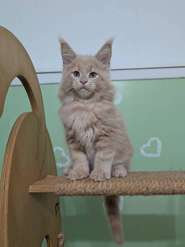 Yellow submarine Monterini - Кошеня мейн-кун 2 місяця 1,5 тиждень