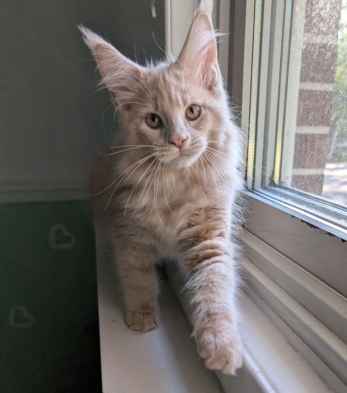 Yellow submarine Monterini - Кошеня мейн-кун 2 місяця 3 тижні